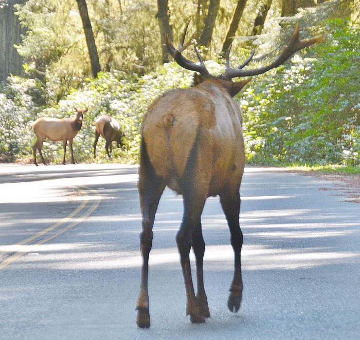 male elk in road